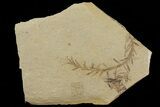 Metasequoia (Dawn Redwood) Fossil - Montana #79569-1